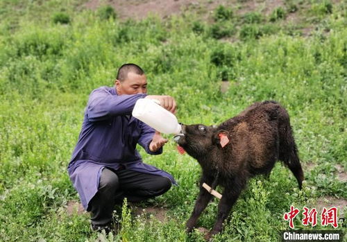 以科技促发展 西藏林周县牦牛养殖从 靠天养 走向 科学养