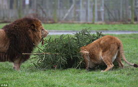 英动物园狮子享用鲜肉圣诞树 爬树上不肯走 