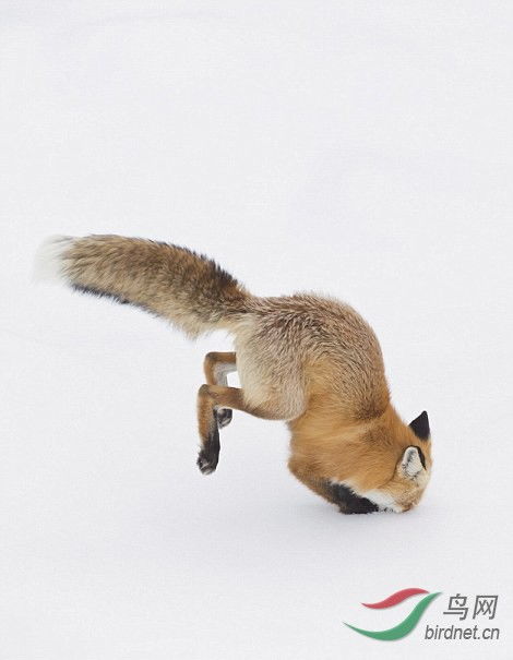 美红狐倒栽雪地捕食田鼠萌翻众人 