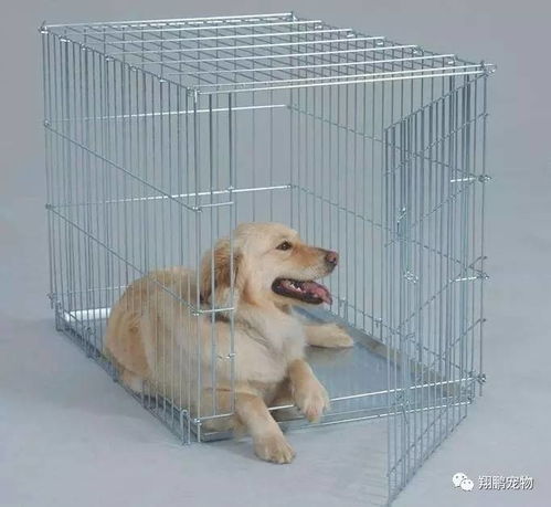 狗狗在什么情况下关在笼子是比较好的呢