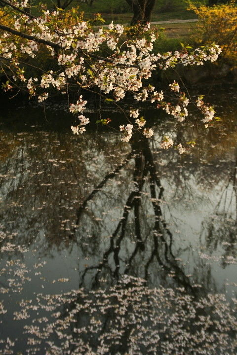 落花流水