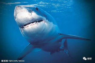 鲨鱼不停的游泳是因为它没有鱼鳔这种说法是(鲨鱼不停地游泳是因为它没有鱼鳔这个说法对吗)
