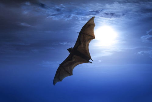 有蝙蝠进家在风水上讲代表什么征兆 家里飞进蝙蝠风水好吗