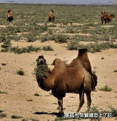 谢大脚 车祸原因 车撞上两头骆驼,凌晨的公路上为何有骆驼