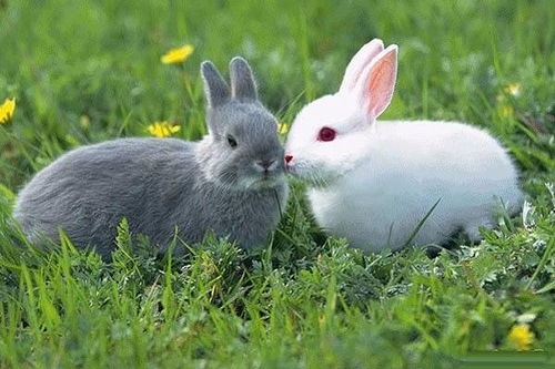 澳大利亚兔子泛滥,那兔的天敌是什么动物 