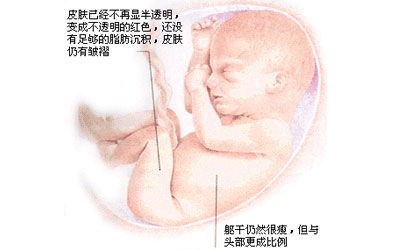 胎儿发育图(10月胎儿生长发育图)