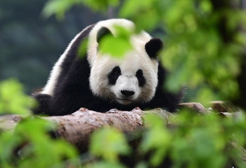 “大熊猫香烟：深度解析其价格与独特魅力”