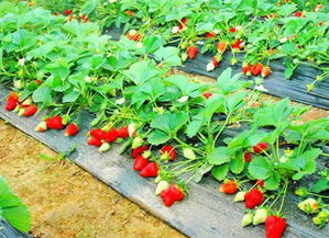 草莓是单性花还是双性花,草莓是怎么受粉的？受粉与不受粉的区别是怎么样的
