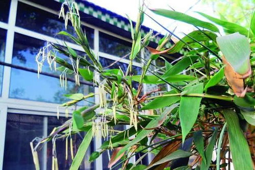 农村有句俗语 竹子开花,破户败家,什么情况下竹子才会开花呢