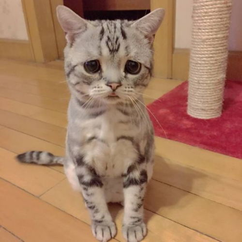 英小猫表情忧伤被称 世上最悲伤的猫 