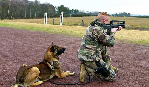 部队中退役的军犬,普通人可以领养吗 达到这两个条件就可以