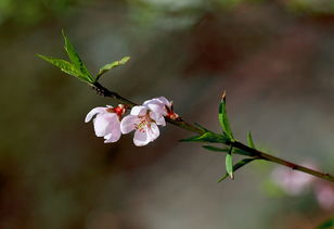 水仙花 桃花