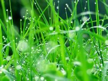 结缕草的养殖方法和注意事项,结缕草有平行脉吗？