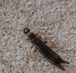 天呐 最近忻城人家里发现一种虫子 它不仅恶心,危害还很大 可能你家也有哦