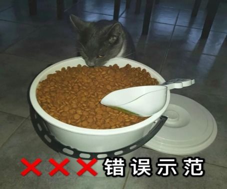 如何控制猫咪饮食