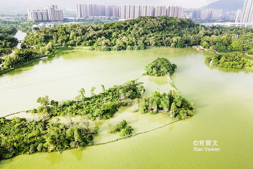 肇庆星湖湿地公园,距广州仅一小时的世外桃源,媲美杭州西湖