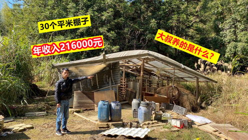 大叔山场养5只不起眼动物,搭建30个平方棚子,能年收入216000元