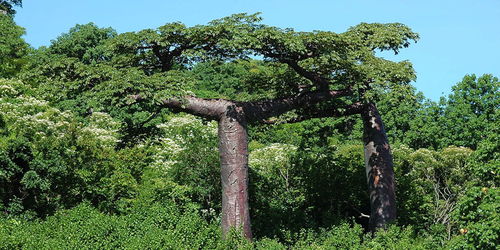 猴面包树一年长多高,猴面包树一年能长多大？