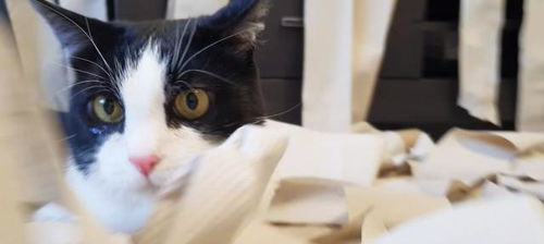 小猫喜欢玩卫生纸,主人直接买了300卷,为它布满整个房子
