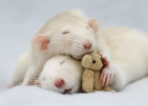动物睡觉会做梦吗 会,而且还很复杂,与记忆有关