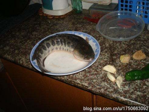 黑鱼可以在家里的鱼缸里养吗
