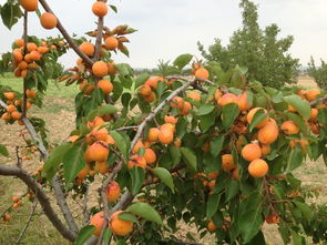 关于杏子丰收的诗句