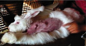 安哥拉兔活拔兔毛被称 个案 动物协会 绝不可能 