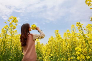 春风和煦 不如油菜花海里相遇