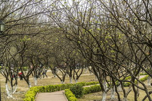 值得参观！广州萝岗香雪公园,广州萝岗香雪公园简介（亲子游的好去处）