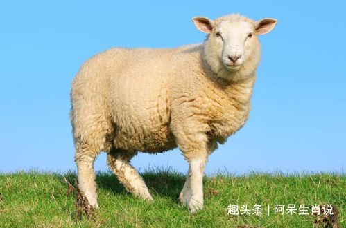 1967年生肖羊54岁运程如何 太岁冲击 如何避免 属羊人速看
