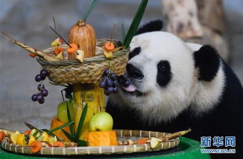 大熊猫撸串迎新年 真不错 