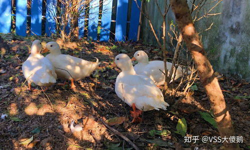 如何看待王珞丹朋友的宠物柯尔鸭被盗走并吃掉,如何区分宠物鸭和肉鸭 