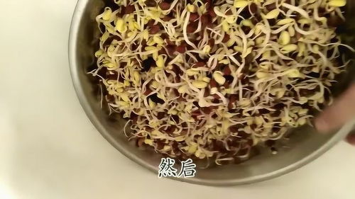 豆芽豆子烫多久能吃  第1张