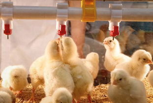 爽歪歪酸化剂能养鸡,养鸡的人每天都给鸡食用高锰酸钾吗