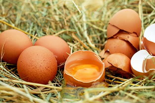 土鸡蛋和洋鸡蛋(土鸡蛋蛋黄比洋鸡蛋颜色)