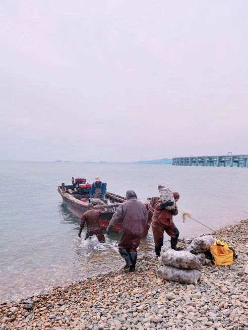 大连赶海,海鸥和海鲜真的超爱 