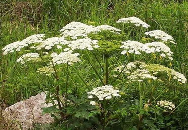 白芷图片,白芷有什么用？