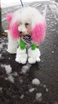 狗狗到雪地里玩,很容易就变这样 