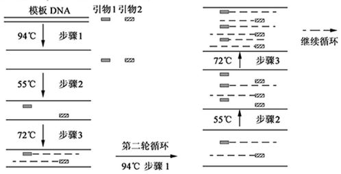 卫生部为什么不在审批金属硫蛋白