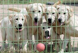 世界首批克隆警犬在韩国亮相 明年执行任务 
