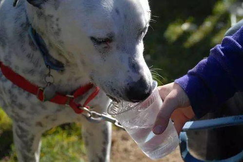 狗狗 水 中毒后如何第一时间急救