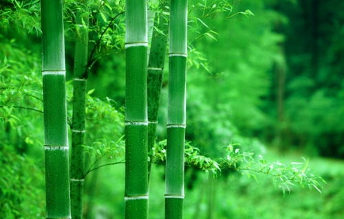 什么品种的竹子在风水中最好,竹报平安好兆头 竹子风水寓意