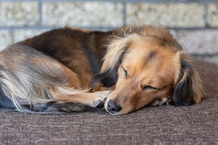 狗狗睡觉打呼噜,狗狗睡觉打呼噜正常吗
