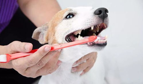 狗狗需要刷牙吗 怎么刷牙