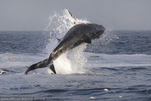 海豹为逃生紧贴大白鲨身体免受攻击 