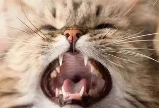 猫咪也会换牙,换牙期里该注意些什么呢 