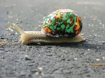 有意思吧 蜗牛壳添色彩行动 再微小的生命也值得出彩