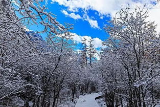 下雪了的好词好句好段