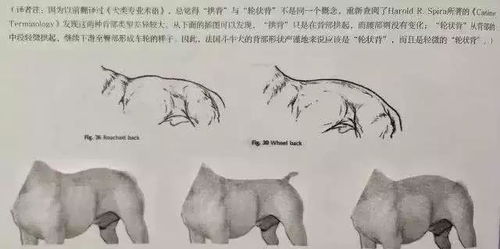 怎么分辨法斗牛犬品相的好坏