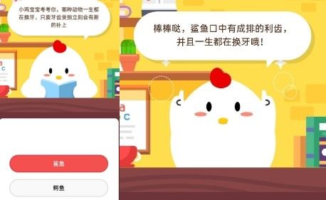 哪种动物一生都在换牙 鲨鱼还是鳄鱼 正确答案公布